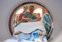 Clinical staff at the Atlantic Veterinary College’s Veterinary Teaching Hospital prepare a patient for an MRI.  